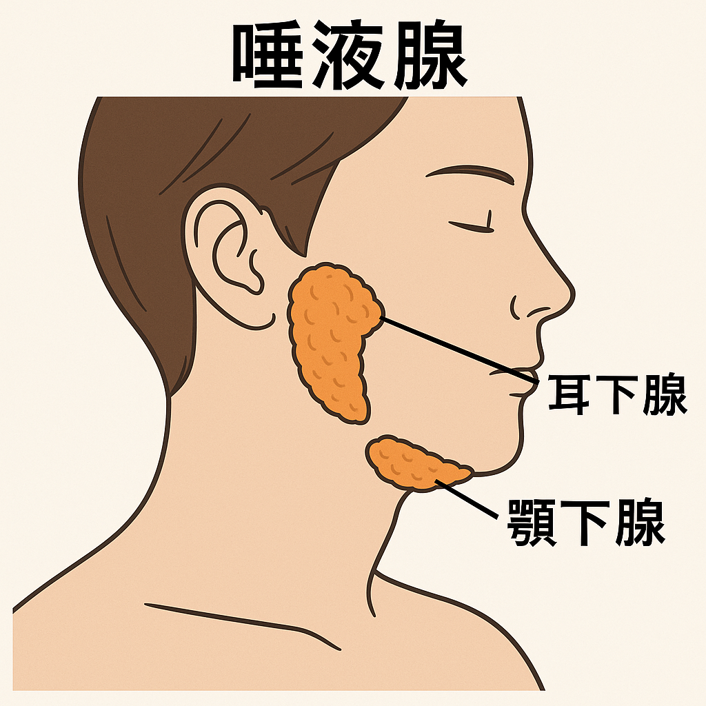 顎 下 腺